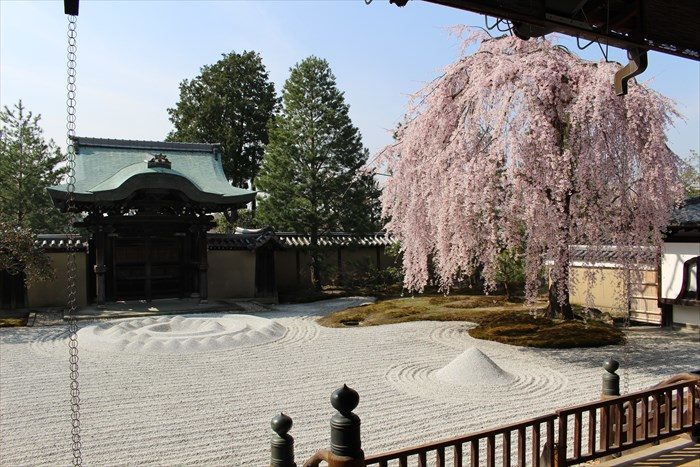 21高台寺の勅使門と桜2
