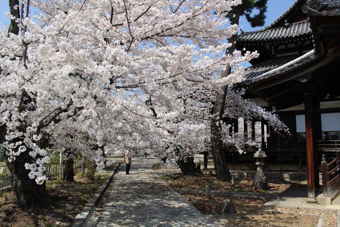 7立本寺参道