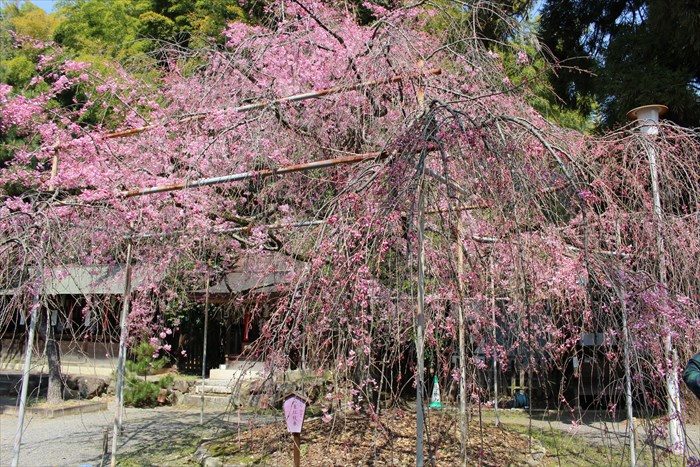 75見頃でない枝垂れ桜