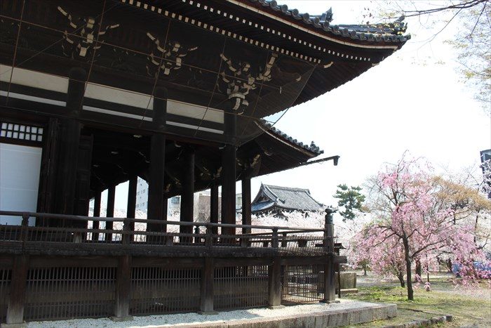 28本堂横と桜