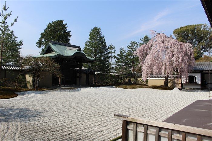 43高台寺の桜の見頃