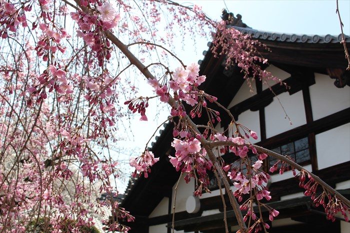 54しだれ桜はもう少し