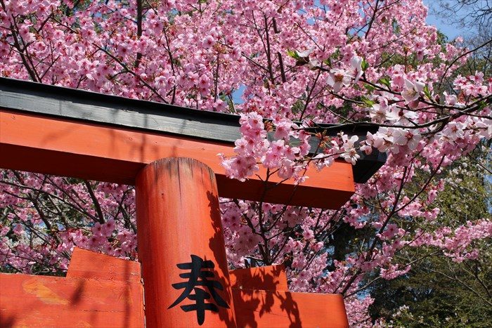 37鳥居と桜アップ
