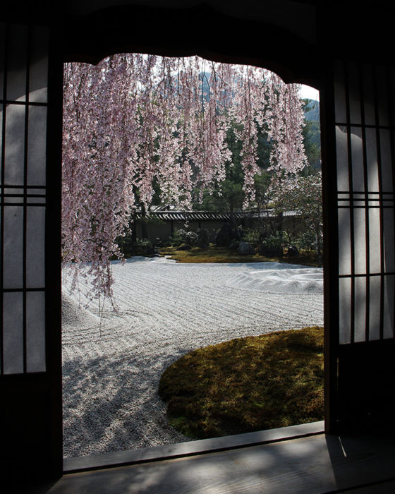 14窓の内側から桜を撮る