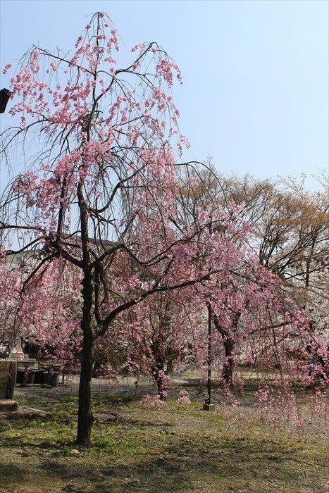 26境内のしだれ桜