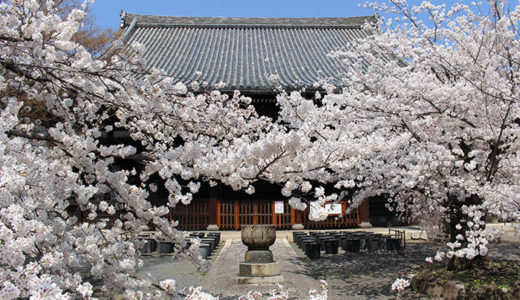 立本寺の桜！見頃はいつ？御朱印も頂きました！
