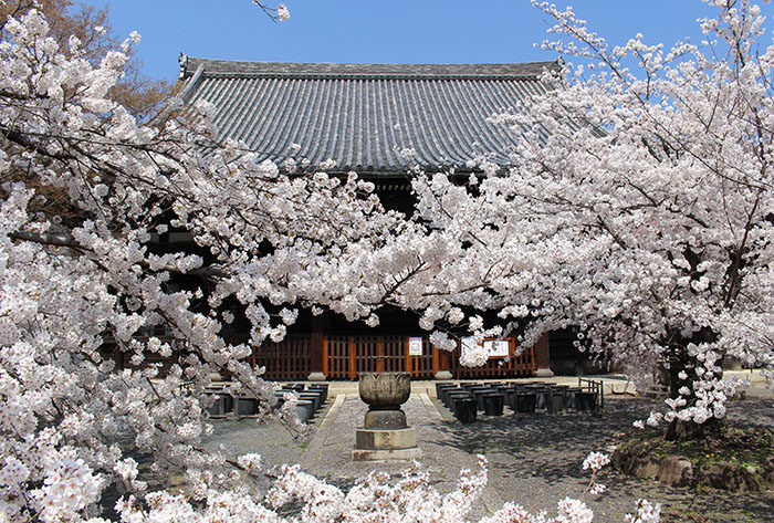 19立本寺の桜が通せんぼ