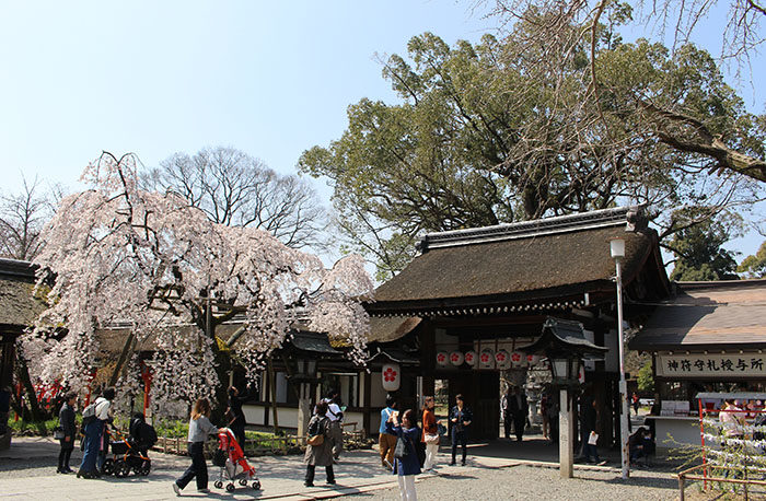 14魁桜と神門を少し離れた場所から