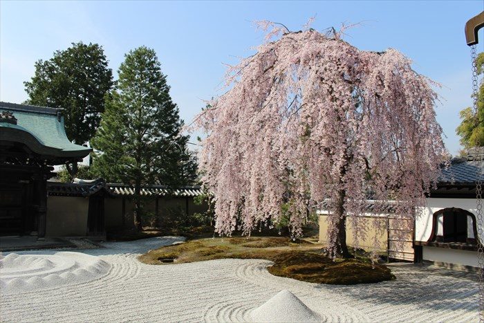 41高台寺の桜の見頃