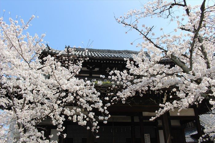 15刹堂（せつどう）と桜
