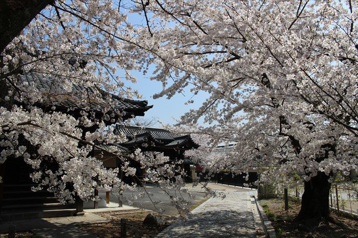 53立本寺の桜が見頃