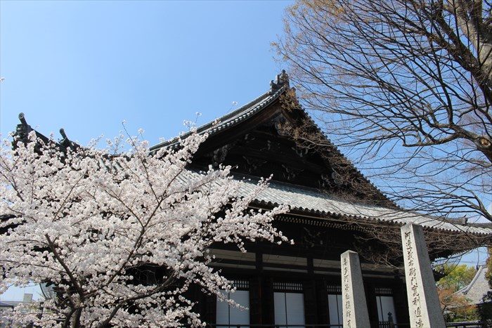 32本堂側面と桜