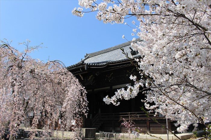 23本堂と桜