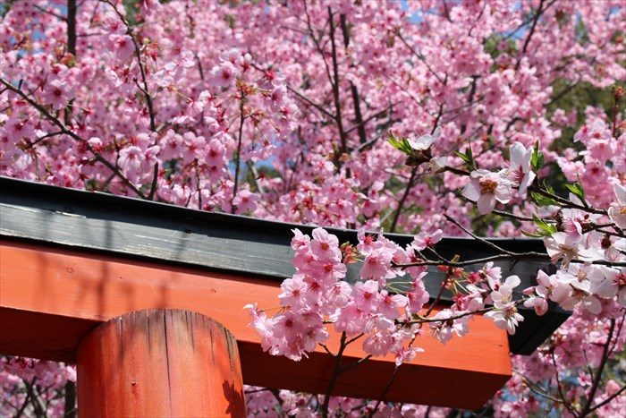 73見頃の桜