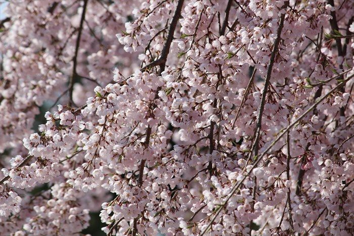 20しだれ桜アップ