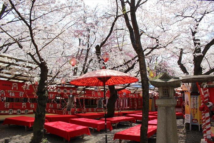 57平野神社の夜桜用の席