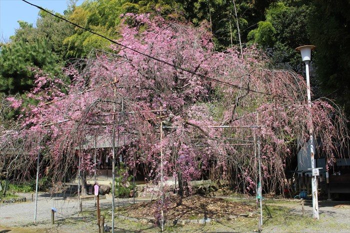 22拝殿横の枝垂れ桜(八重紅枝垂)