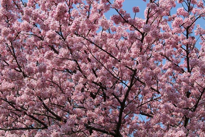 6桜アップ