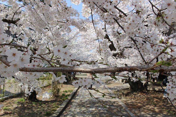 10通せんぼする桜の枝