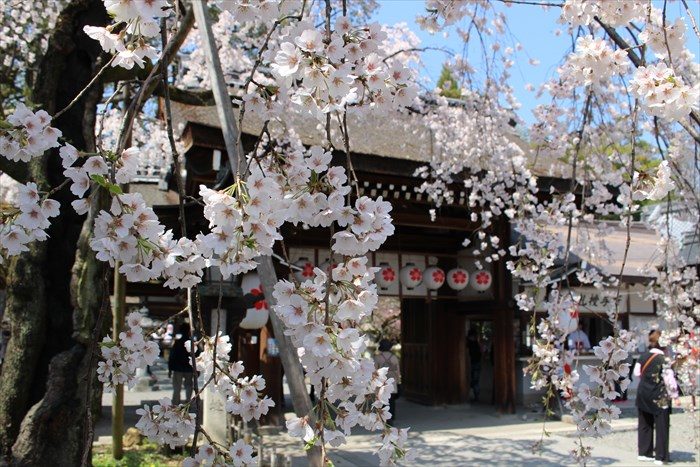 13魁桜と神門