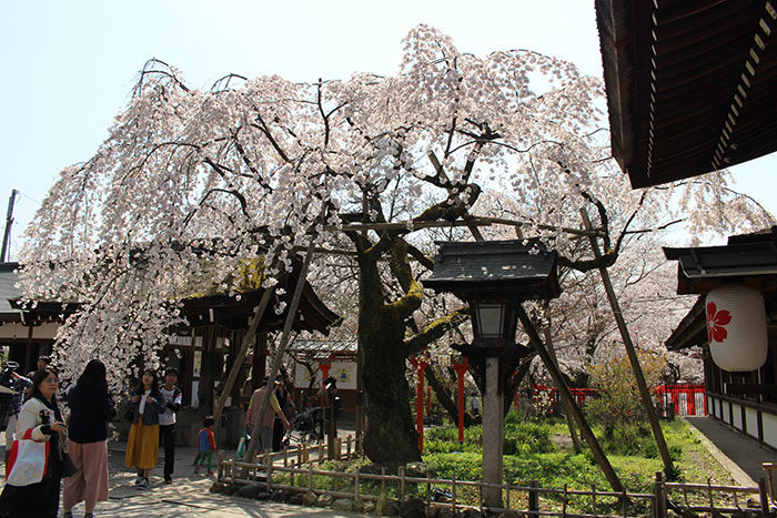 12平野神社の魁桜