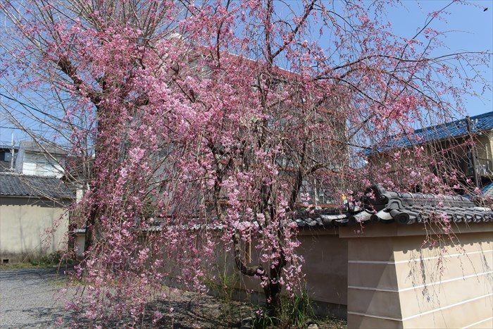 38しだれ桜