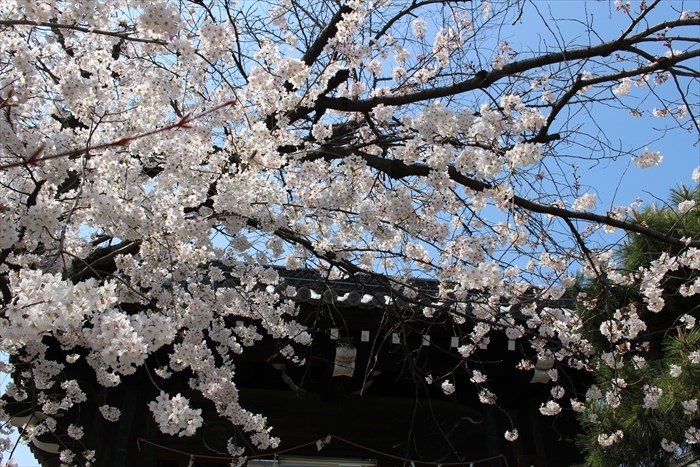 4立本寺正門上部と桜