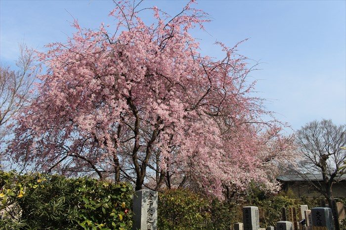 9墓地の桜