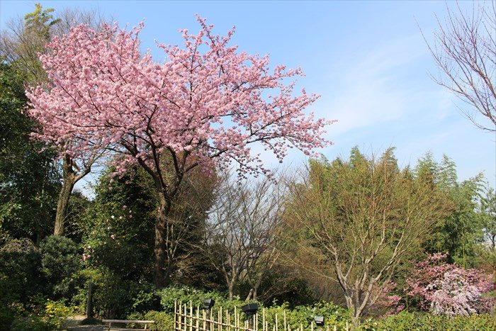 4高台寺の桜