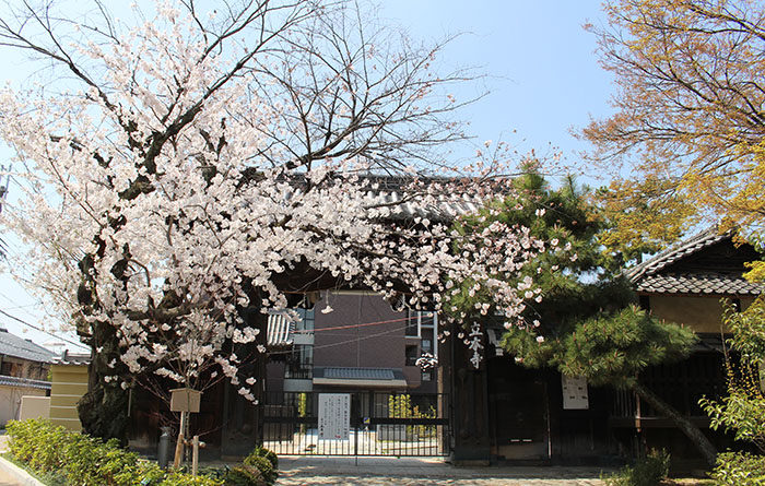 1立本寺正門と桜