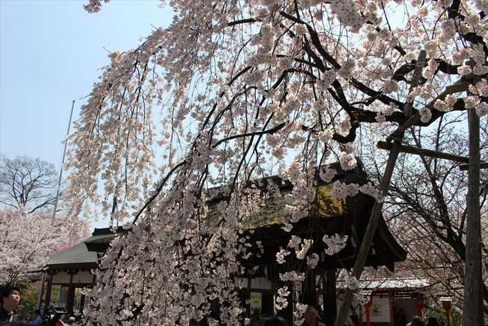 16手水舎の屋根と魁桜