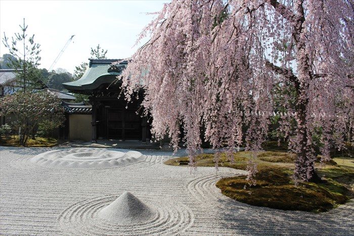 17庭と桜