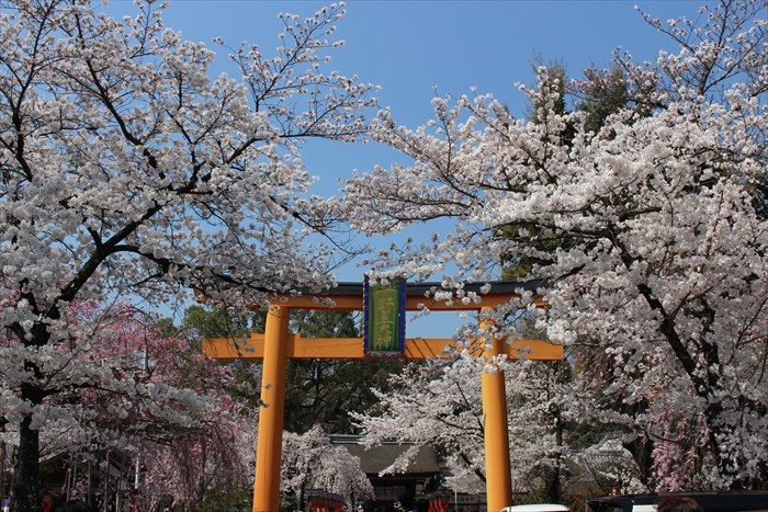 平野神社の桜 見頃はいつ 御朱印も頂きました 京都をぶらり お寺 神社 御朱印のブログ