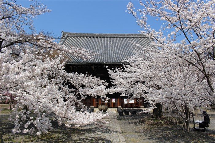 18立本寺の本堂と満開の桜
