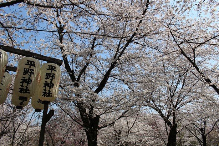 74平野神社の桜が見頃