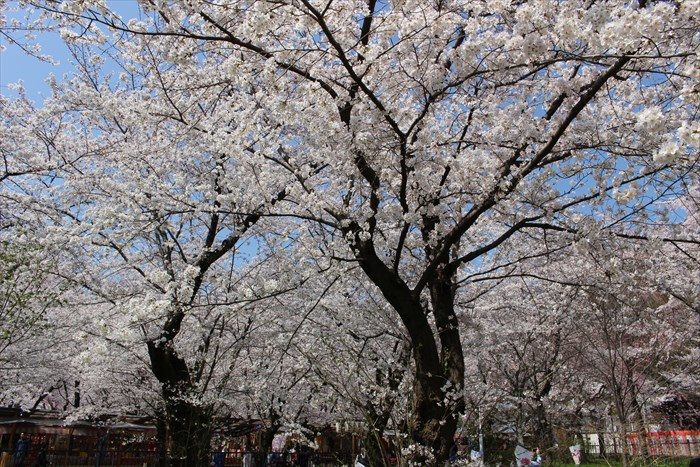 47桜苑の桜2