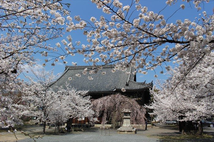 16立本寺・本堂と桜
