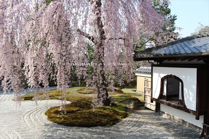 11高台寺の桜と窓アップ