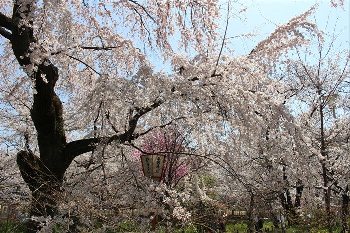 46桜苑の桜