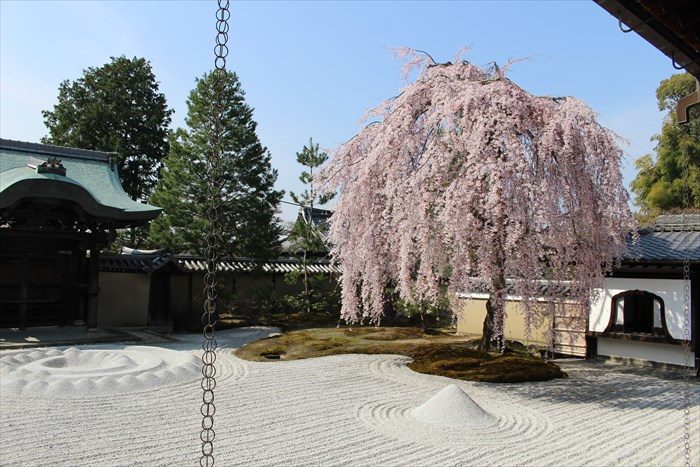 21高台寺の勅使門と桜