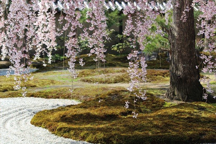 18苔と桜