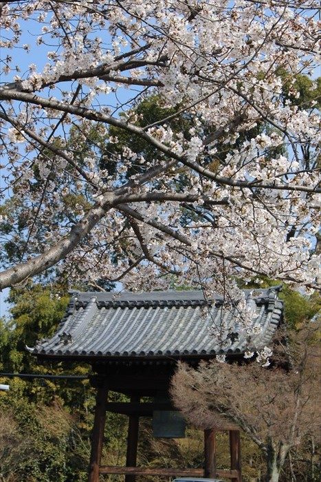 27高台寺の鐘楼と桜
