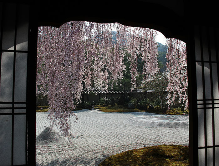 12窓の内側から桜を撮る
