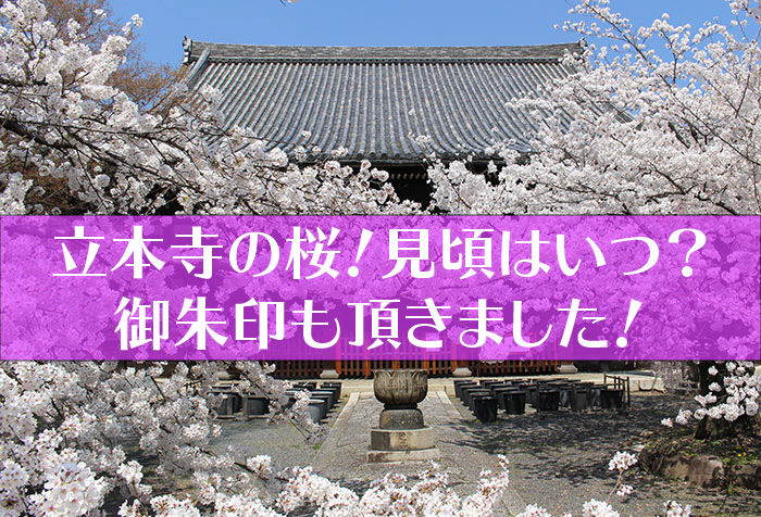 立本寺の桜タイトル