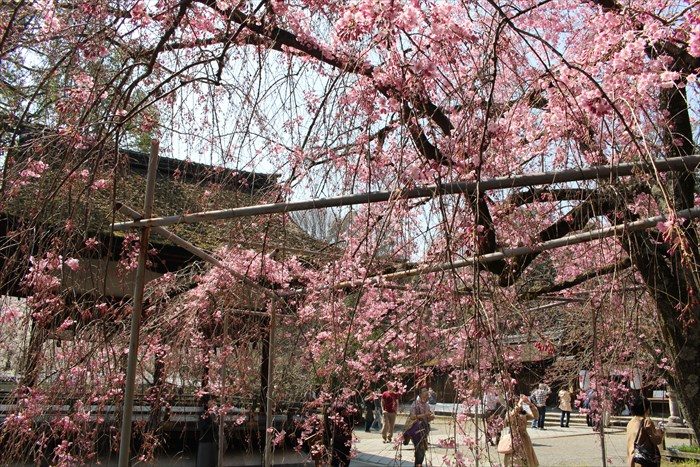 23平野神社の八重紅枝垂と拝殿