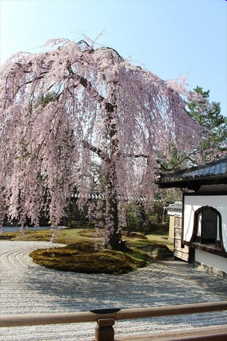 11高台寺の桜と窓(縦)