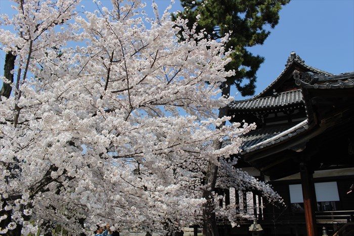 8立本寺の桜