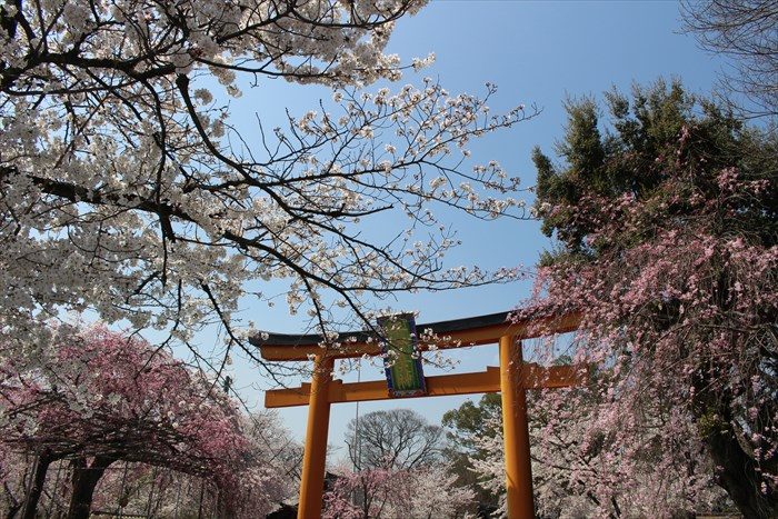 2平野神社の鳥居と桜
