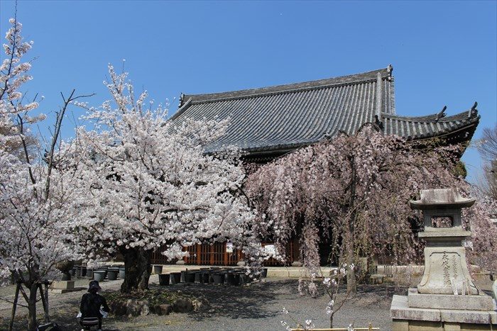 51本堂と桜