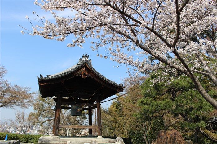 26高台寺の鐘楼と桜